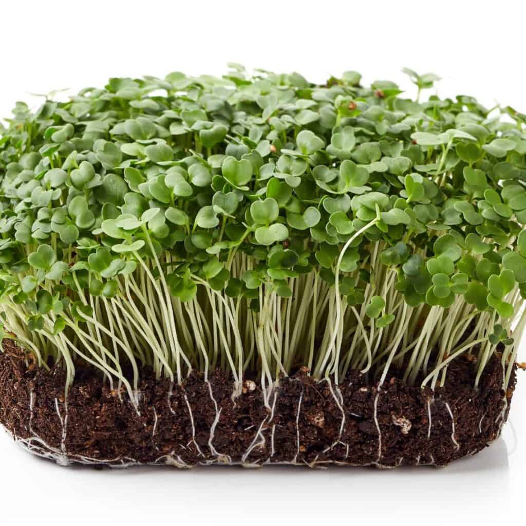 Arugula