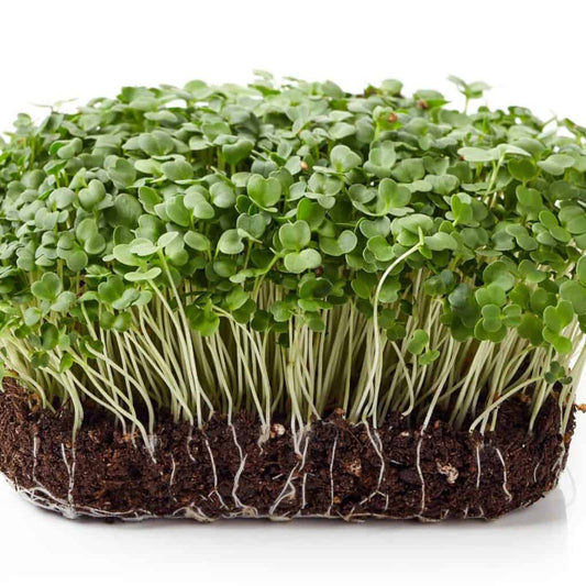 Arugula