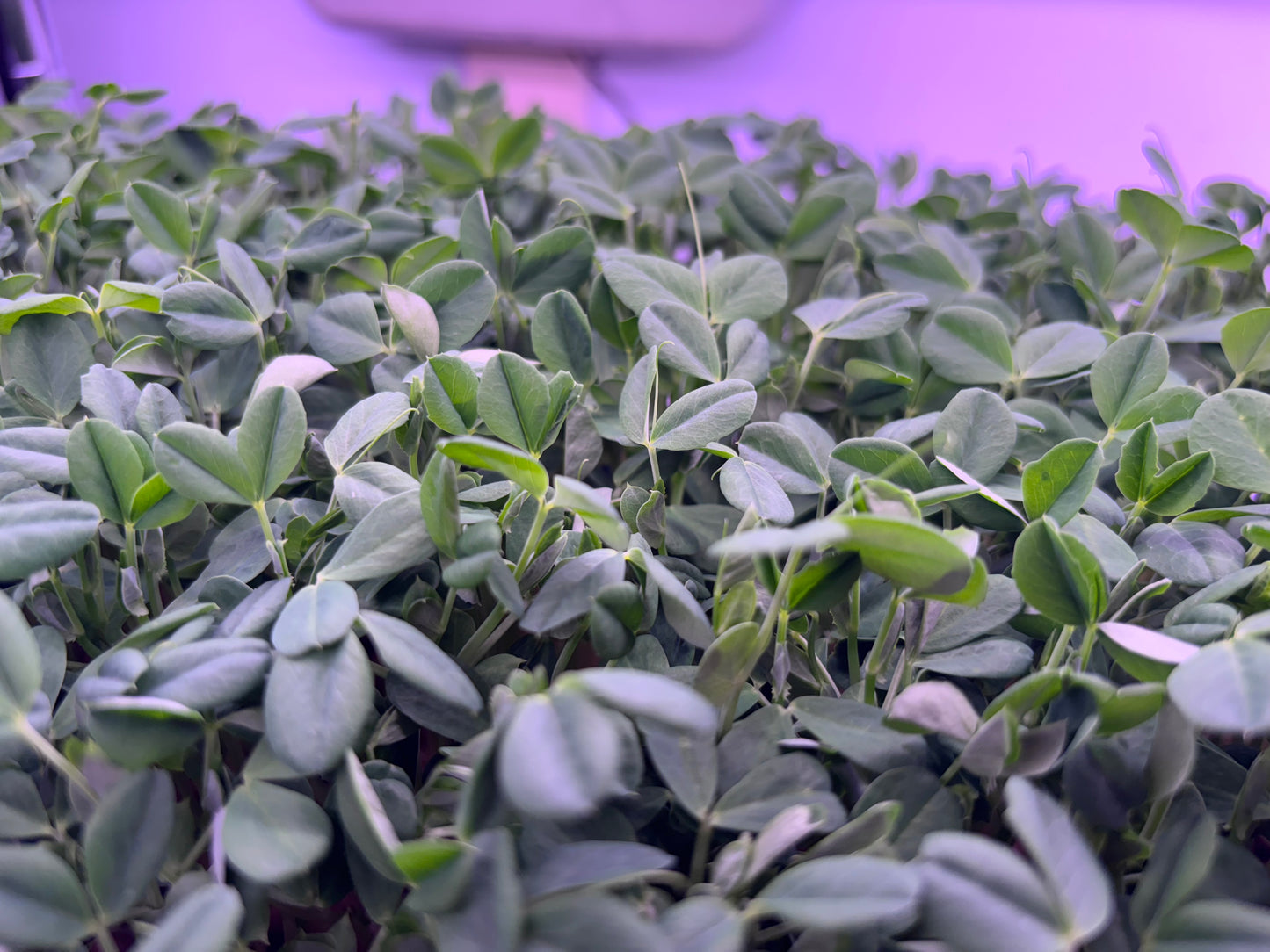 Organic Speckled Pea Microgreens