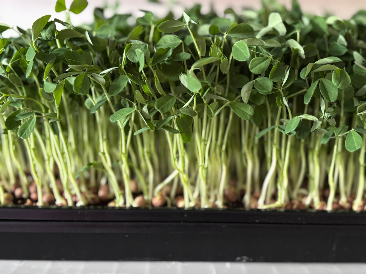 Organic Speckled Pea Microgreens