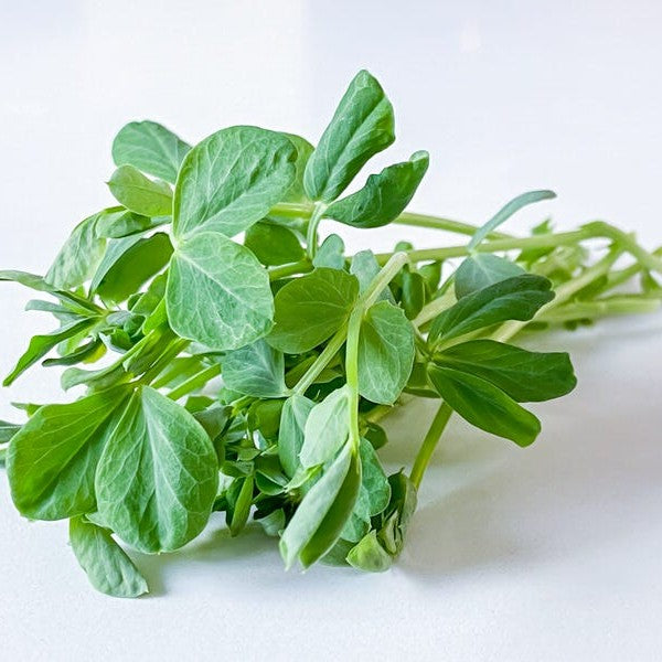 Organic Speckled Pea Microgreens