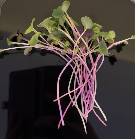 Rainbow Radish
