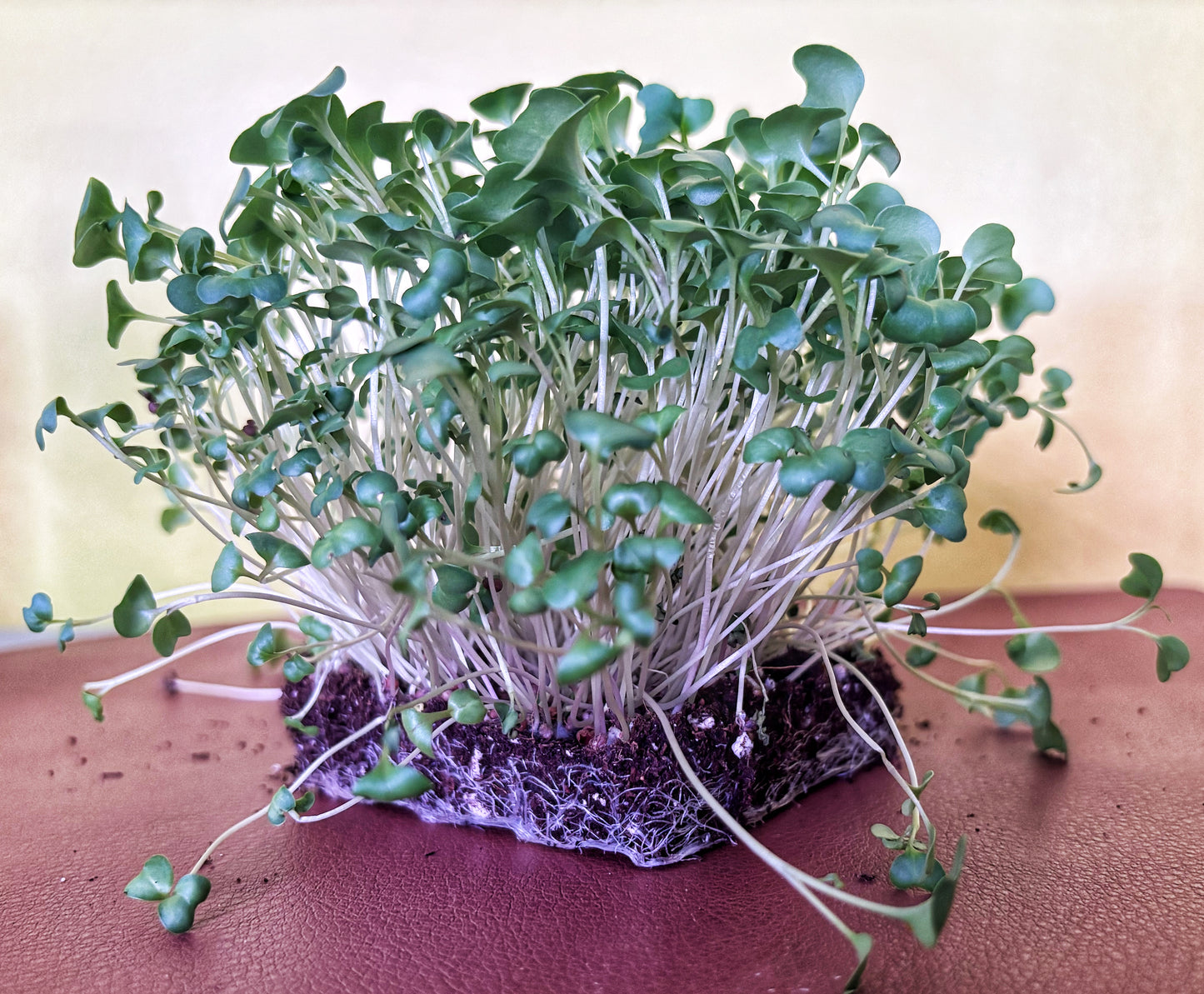 Broccoli Microgreens
